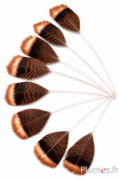 Tacchino bronzo punta bronzo - 29-35 cm - naturale